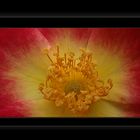 524 ROSA (supermacro)