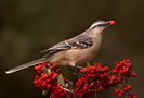 Calandria con Hambre de Mario Fiorucci 