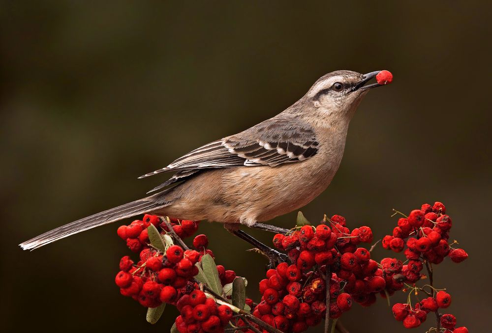 Calandria con Hambre by Mario Fiorucci 