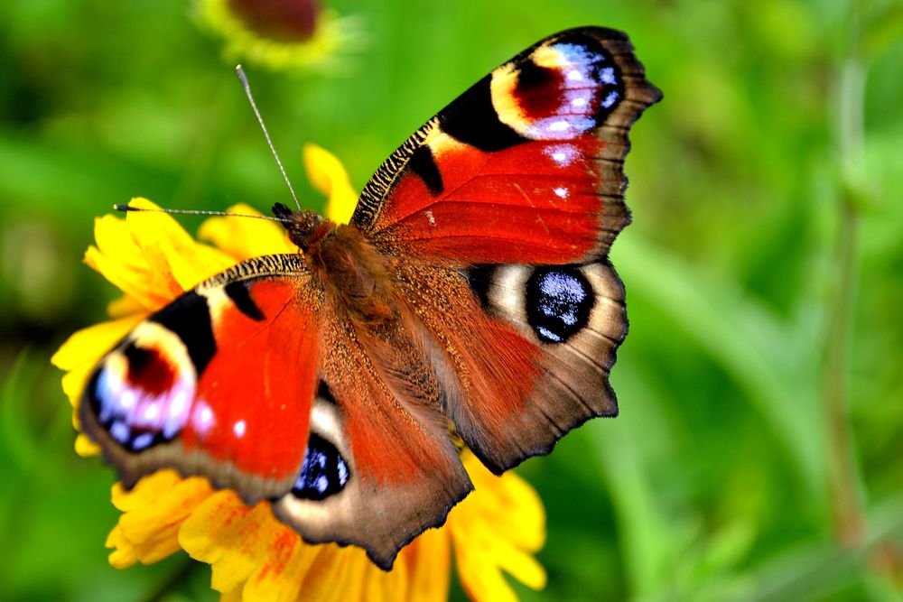 Schmetterling, fauenauge auf gelber blühte von maik.67-Fin 