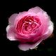 Ros Rose