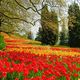 Tulpenblte auf Mainau