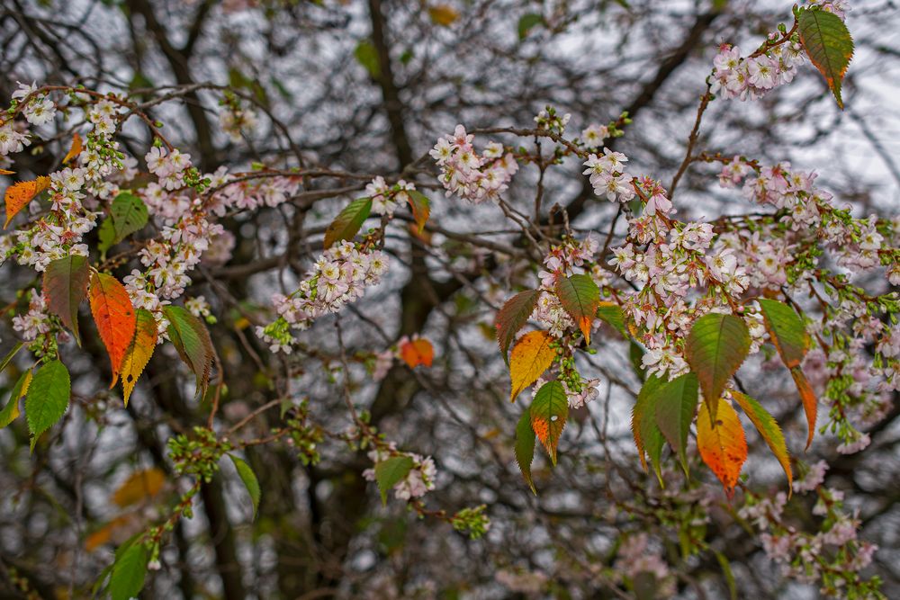 Kirschblueten im Herbst? von Barbara Kümpel