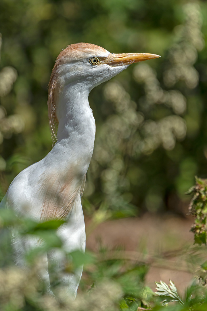 52_Zoo Hannover