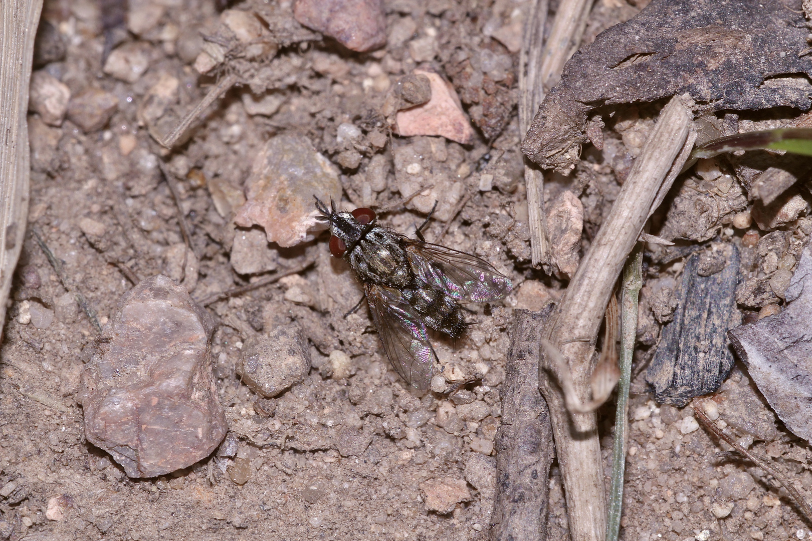 (53) "Beifang" aus der Wildbienenkolonie in Neukappl/Opf., Sommer 2019