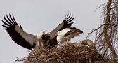 Störche reparieren ihr Nest von Johannes Horak 