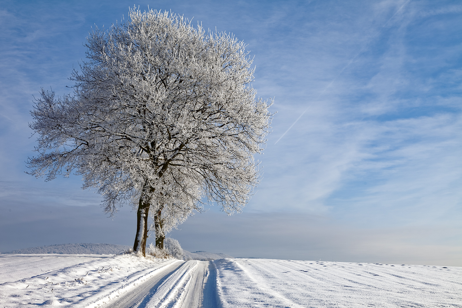 5308C Bäume am Weg mit Schnee und Rauhreif