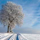 5308C Bäume am Weg mit Schnee und Rauhreif