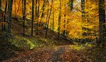 Goldener Oktober  von Huetteberg