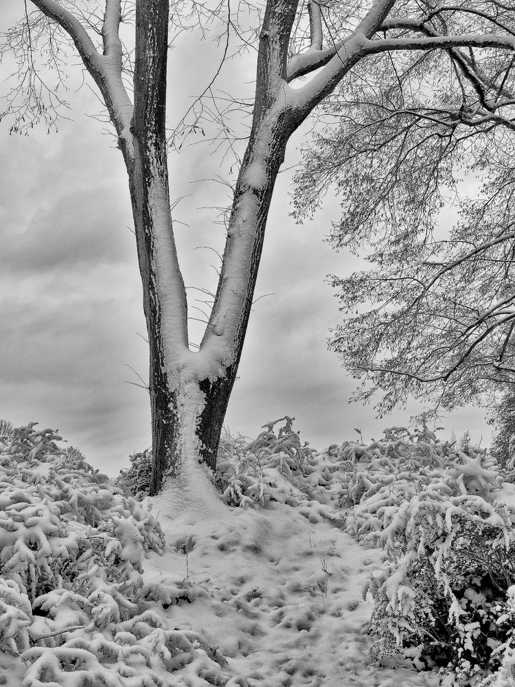 5348   ---Spaziergang im Schnee - Luisenpark / MA --