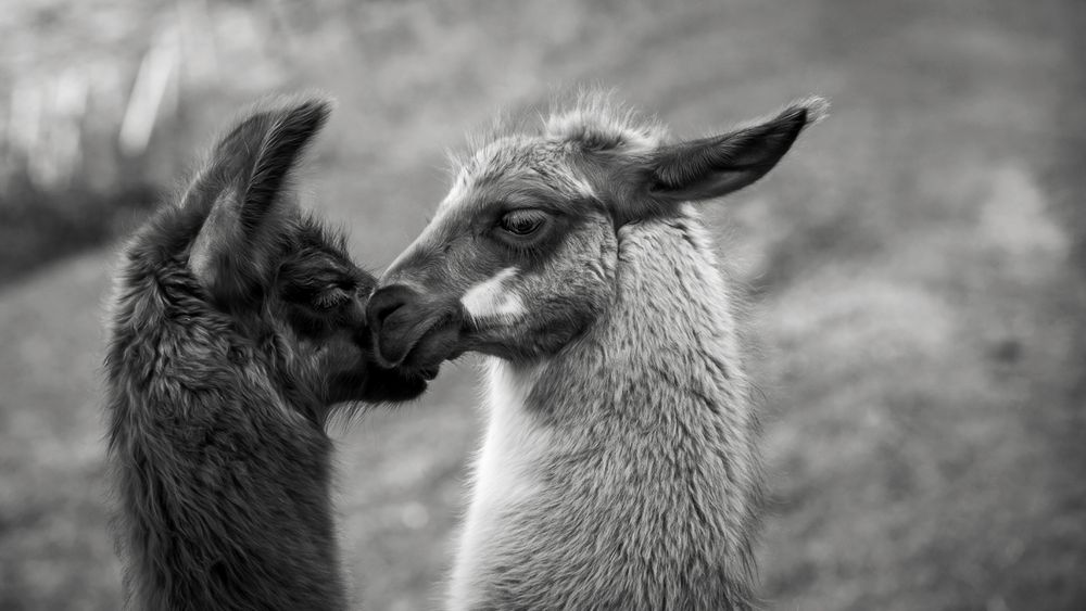 kiss von Marc Höfer 