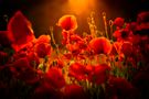 Mohn von I...Rob 