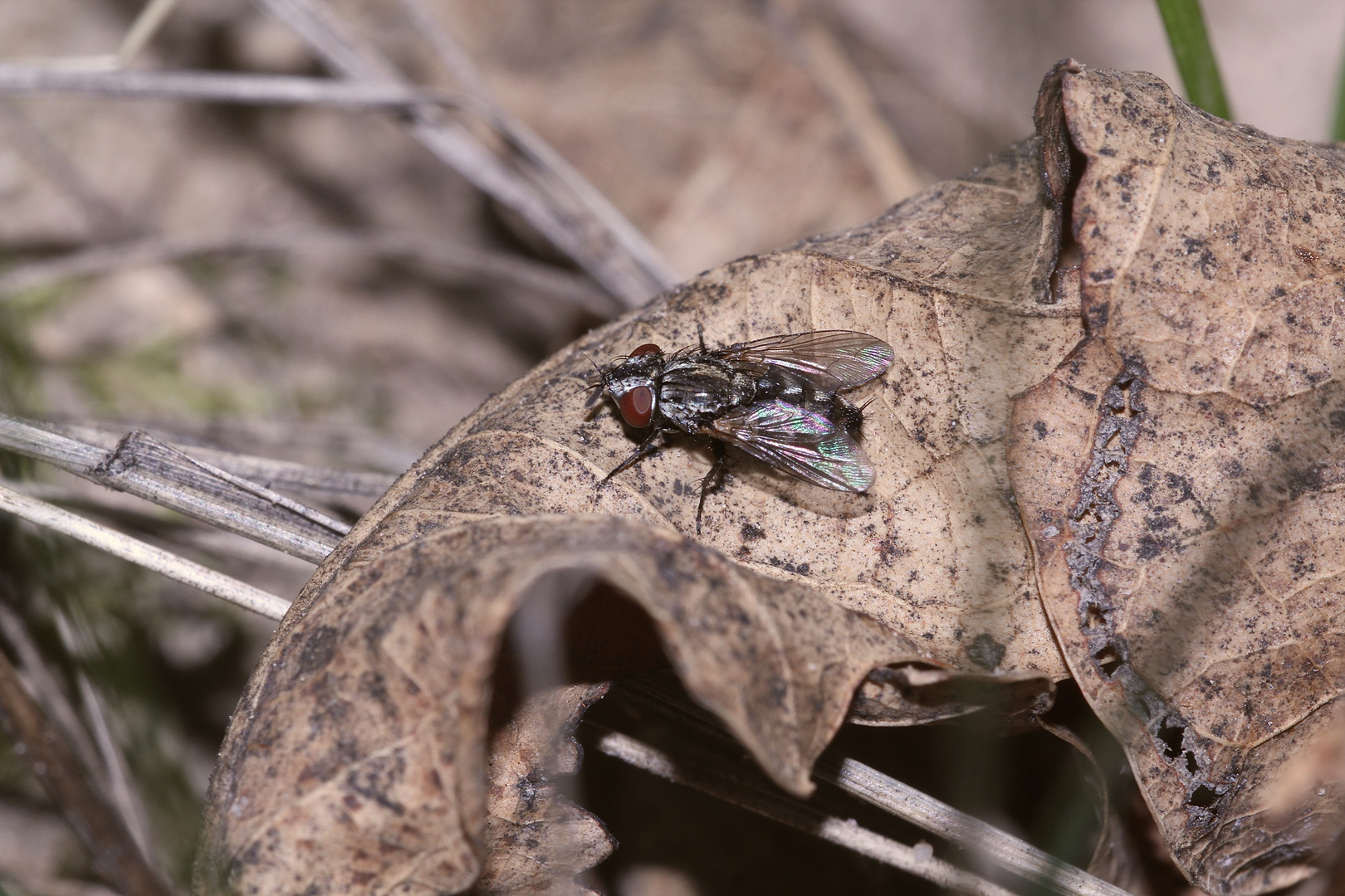 (54) "Beifang" aus der Wildbienenkolonie in Neukappl/Opf., Sommer 2019