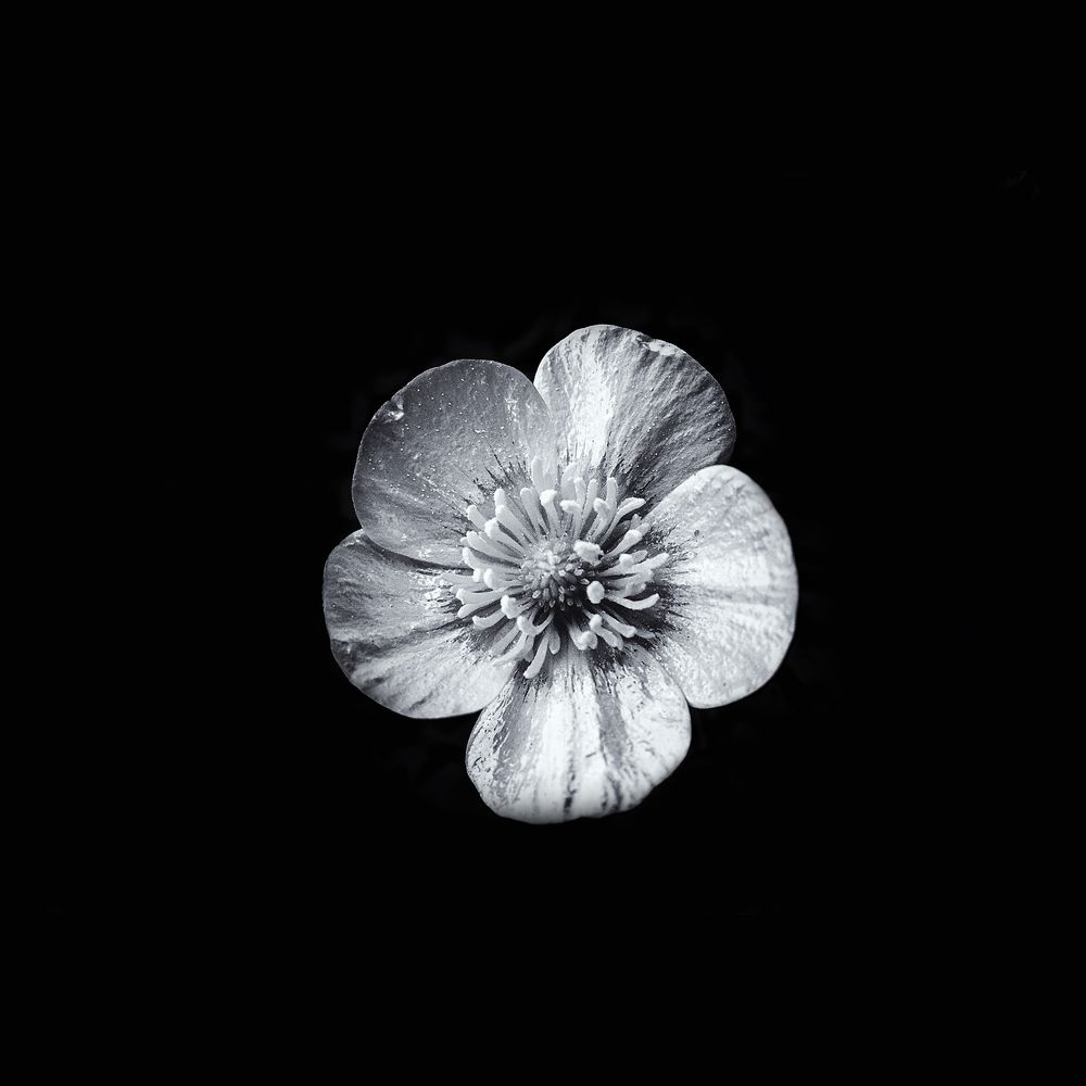 Butterblume - Bild & Foto von kredy aus Minimalismus ...
