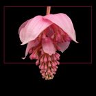 541 MEDINILLA MAGNIFICA