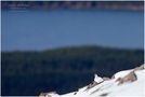 Schneehuhn in den Cairngorm Mountains by Ferry Böhme - FerryFotoBruck 