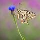 Schwalbenschwanz-Schmetterling