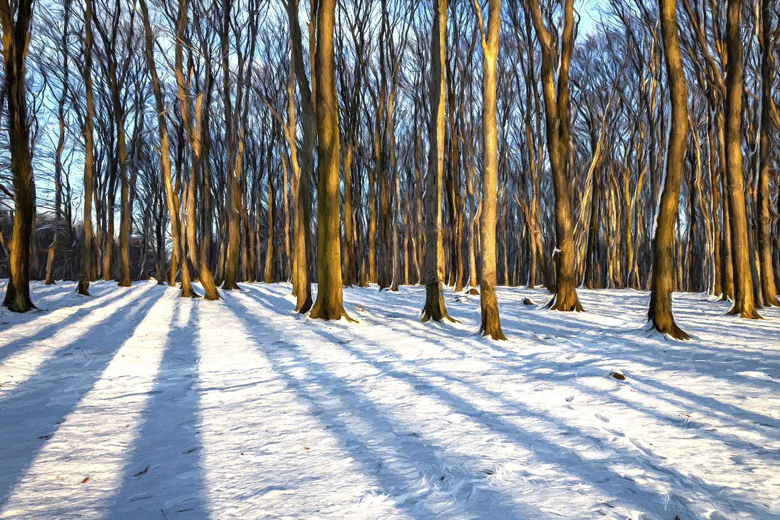 5430C Schnee im Buchenwald  " wie gemalt"