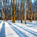 5430C Schnee im Buchenwald  " wie gemalt"