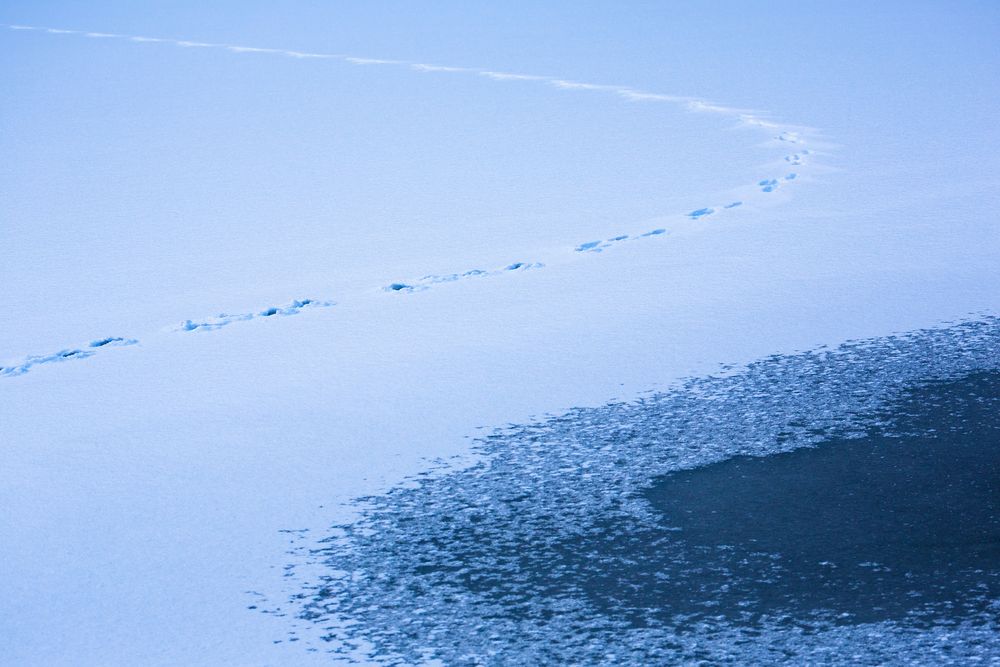 Spuren im Schnee von Sylvia Graber