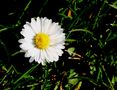 Gänseblümchen blühen auch schon . by Renate Mohr