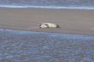 Sandbank_in_der_Eider_mit_Robbe von Hardy914