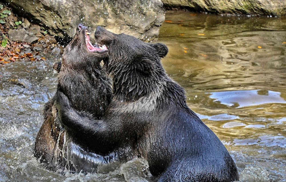 Begegnung am Fluss von dietersimm 