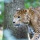 Gepard im Burgers Zoo