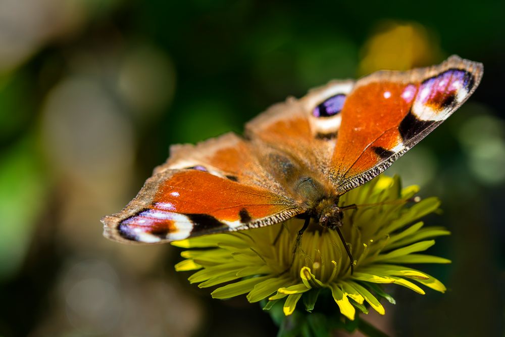 Pfauenauge Bild & Foto von ACKDo aus 08 Insektenmakros Fotografie