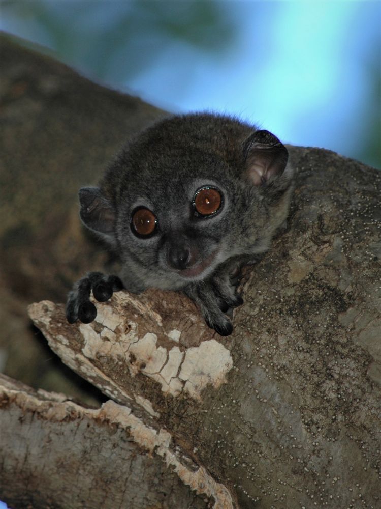 Mausmaki von malereibetrieb_plank