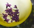 Duftveilchen-Blüten für den Tee von smokeonthewater