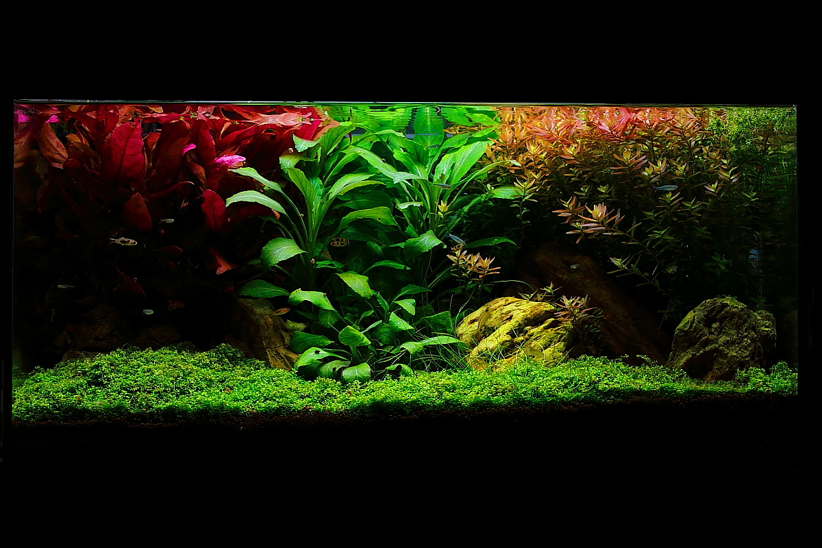 54l Aquarium