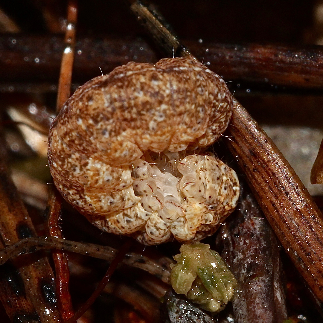 (5/5) (dank Bestimmungshilfe:) ACHATEULE (PHLOGOPHORA METICULOSA)!