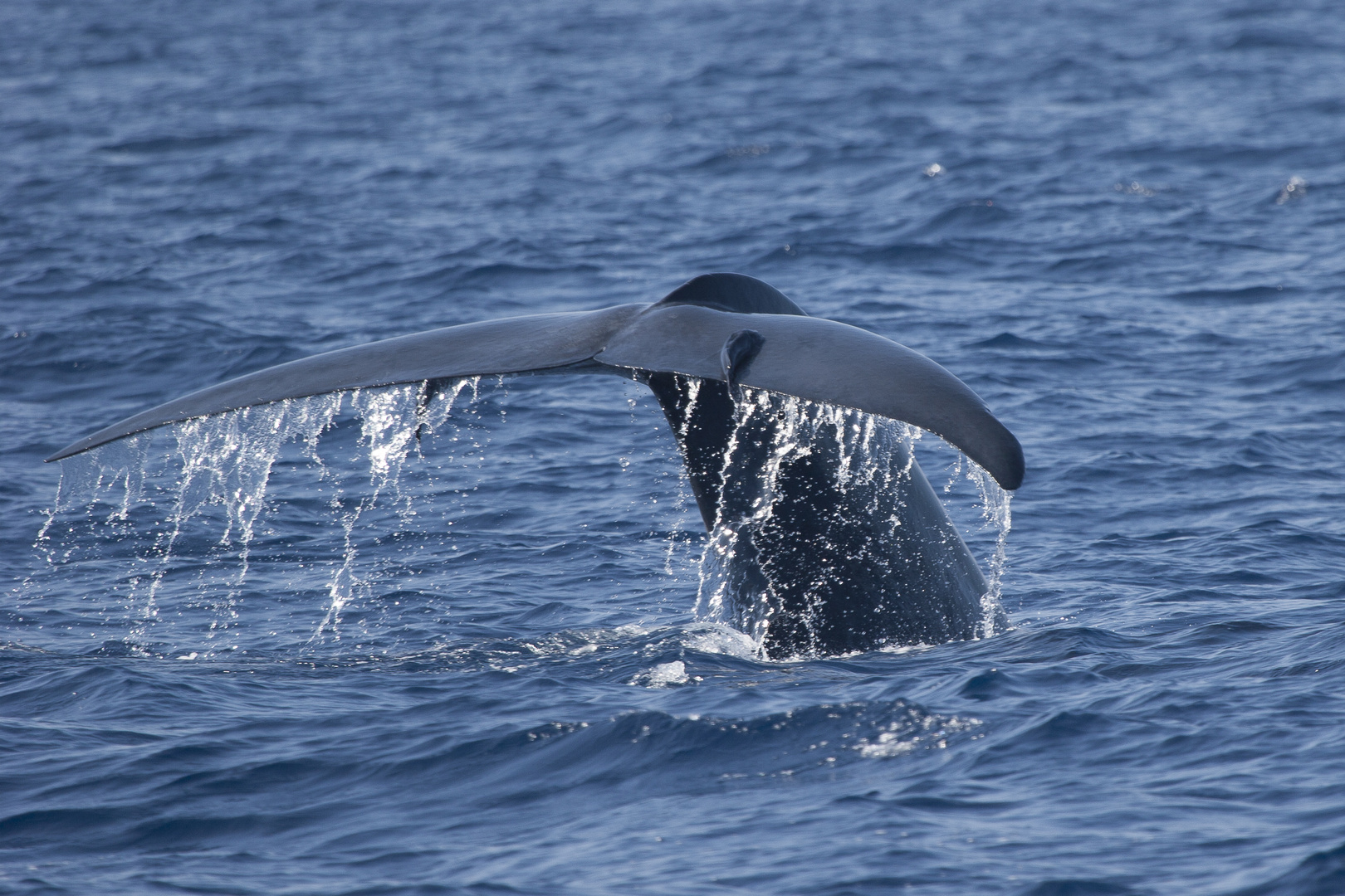 Umgekehrt Saft Persönlich wie lange kann ein blauwal die luft anhalten