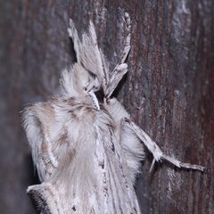 (5/5) Der Palpen(zahn)spinner (Pterostoma palpinum) - ein sehr helles Exemplar!