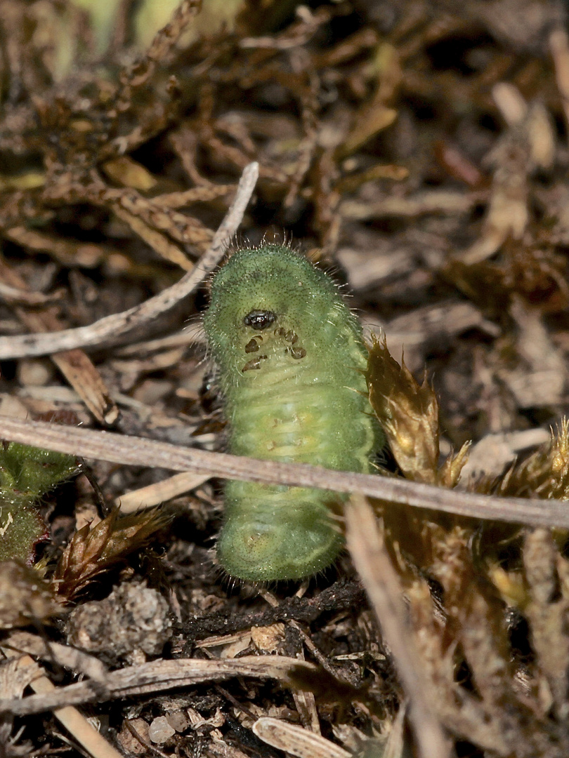 (5/5) Eine Raupe des Gemeinen Bläulings (Polyommatus icarus)!