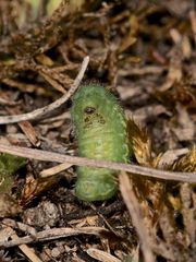 (5/5) Eine Raupe des Gemeinen Bläulings (Polyommatus icarus)!