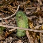 (5/5) Eine Raupe des Gemeinen Bläulings (Polyommatus icarus)!