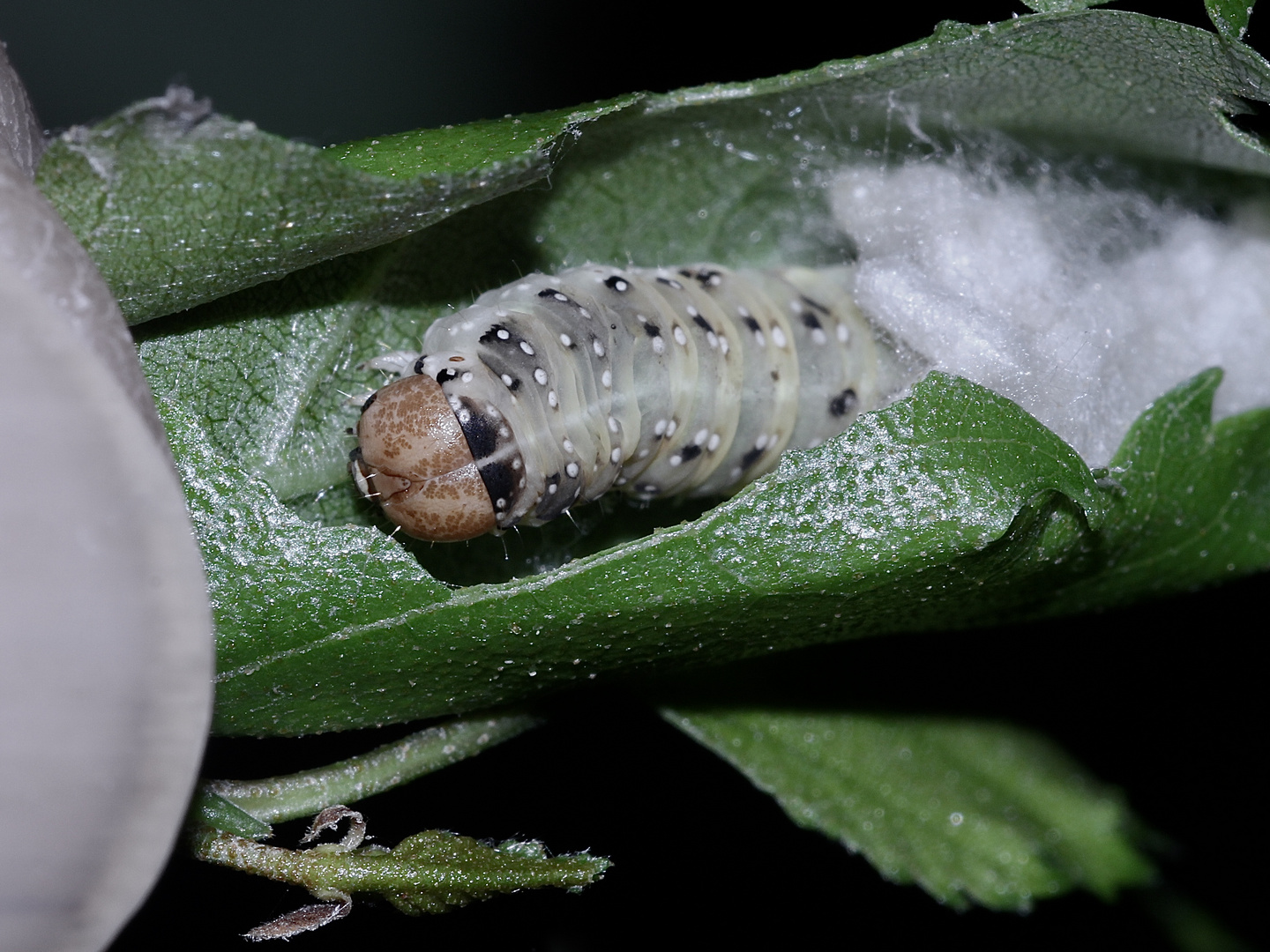 (5/5) Raupen des Gelbhorn-Eulenspinners (Achlya flavicornis) an Birke