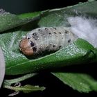 (5/5) Raupen des Gelbhorn-Eulenspinners (Achlya flavicornis) an Birke