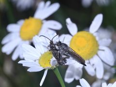 (5/5) Schillernde  Persönlichkeit und ein Doppelmord in der Oberpfalz!