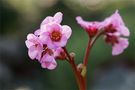 Herbst in Pink by FMW51 