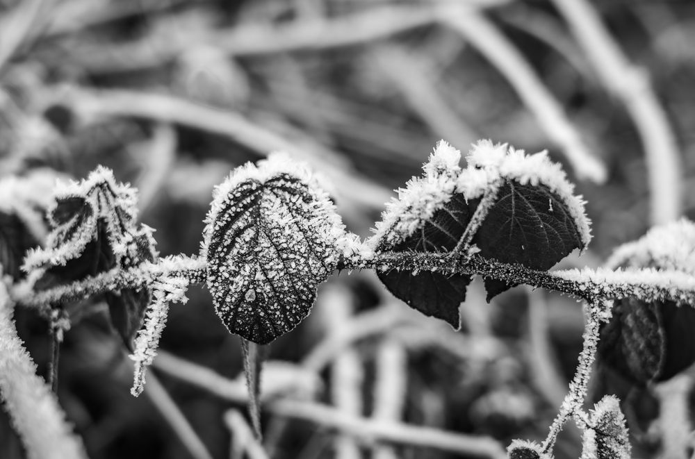 5/52 Frostiges in S/W