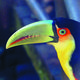 Tucan