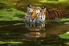 Tiger im Wasser by Schneeball 