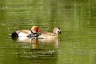  couple de nette rousse de Rose10