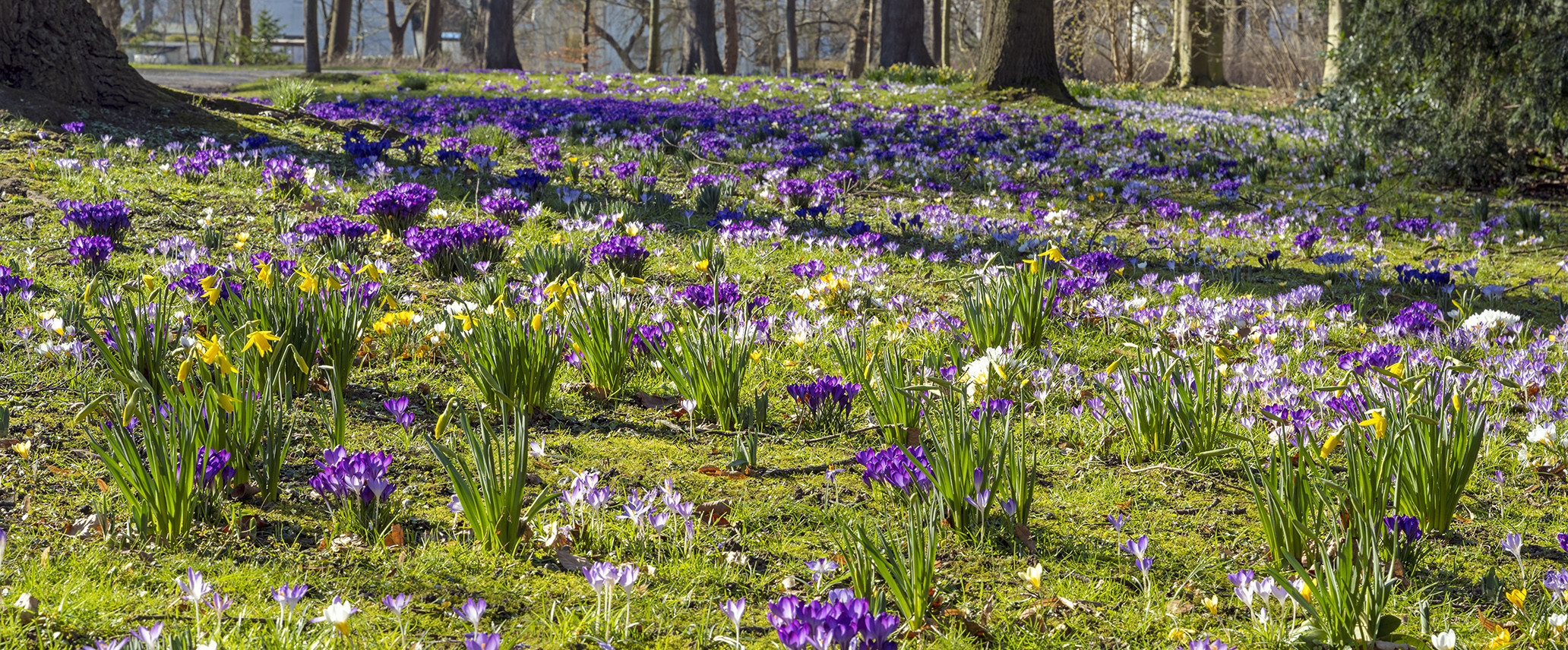 5565TZ Frühling am Blumenwall Rinteln