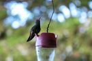 ...der Kolibri in Monteverde... by Benita Sittner