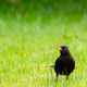 Amsel im Garten