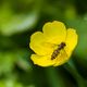 Butterblume mit Besucher